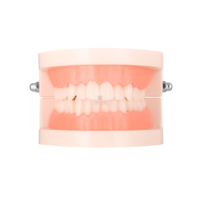 Model stomatologiczny, zębowy SLAMY