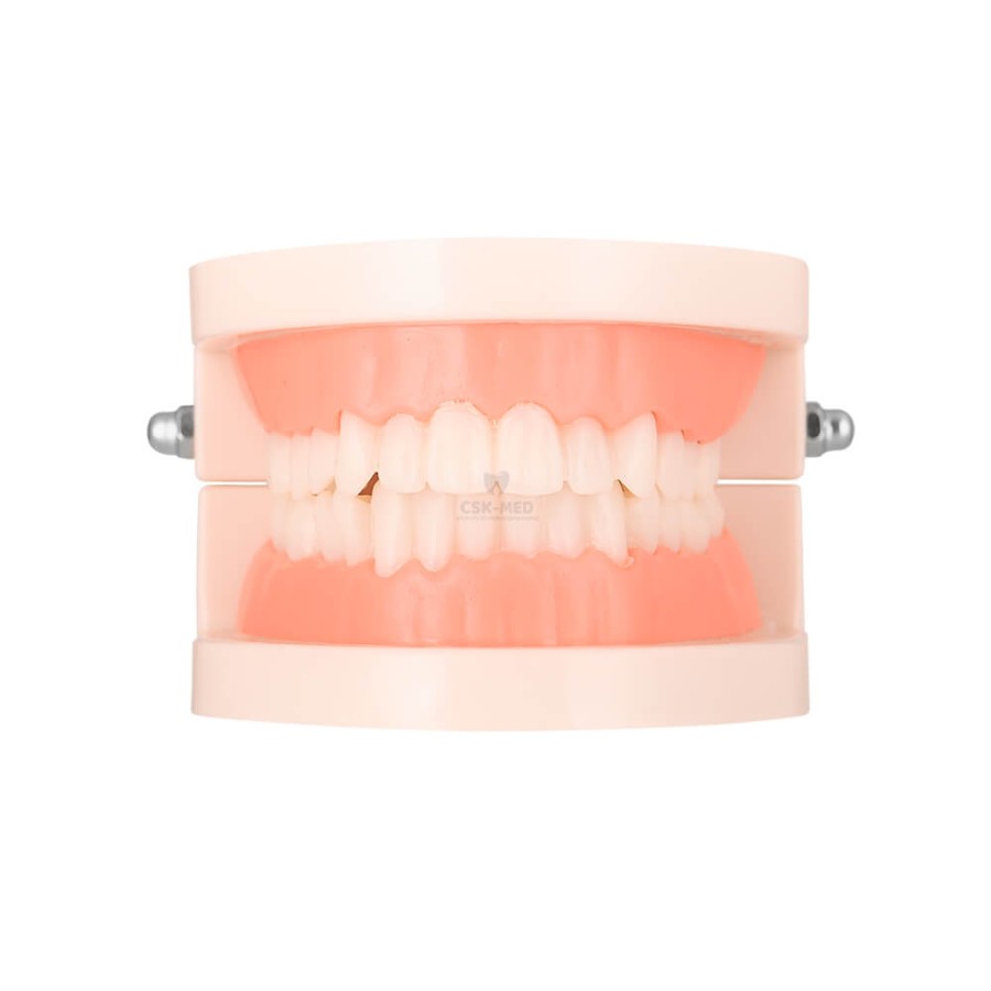 Model stomatologiczny, zębowy SLAMY