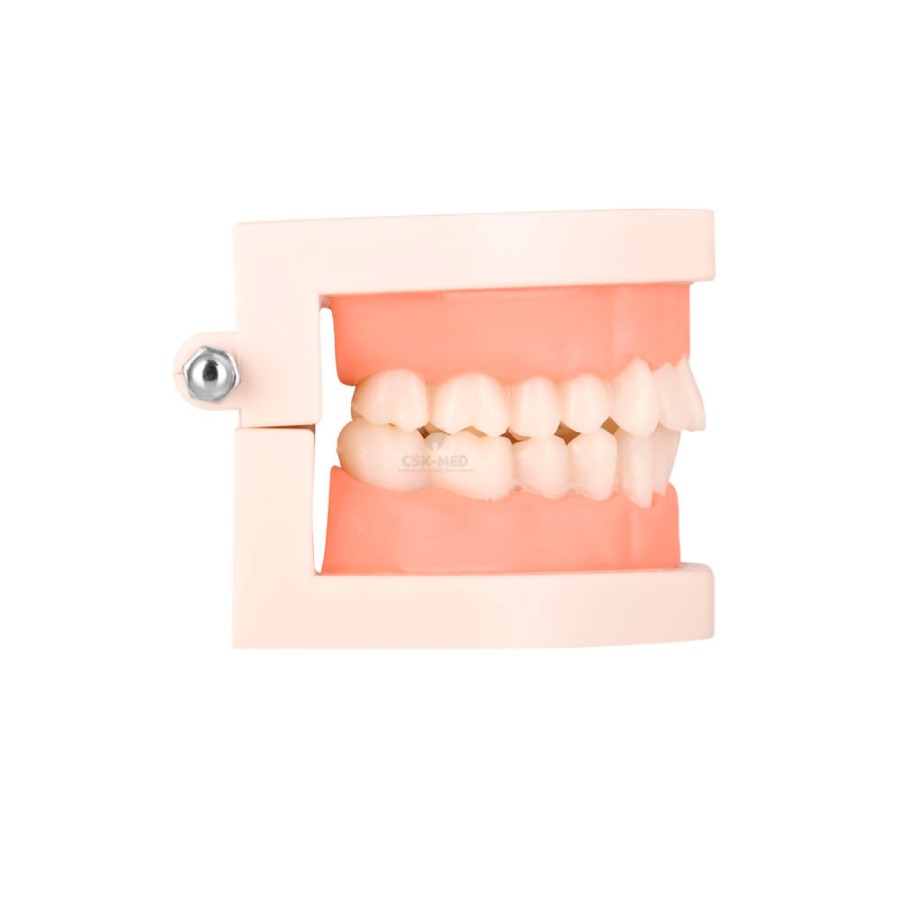 Model stomatologiczny, zębowy SLAMY