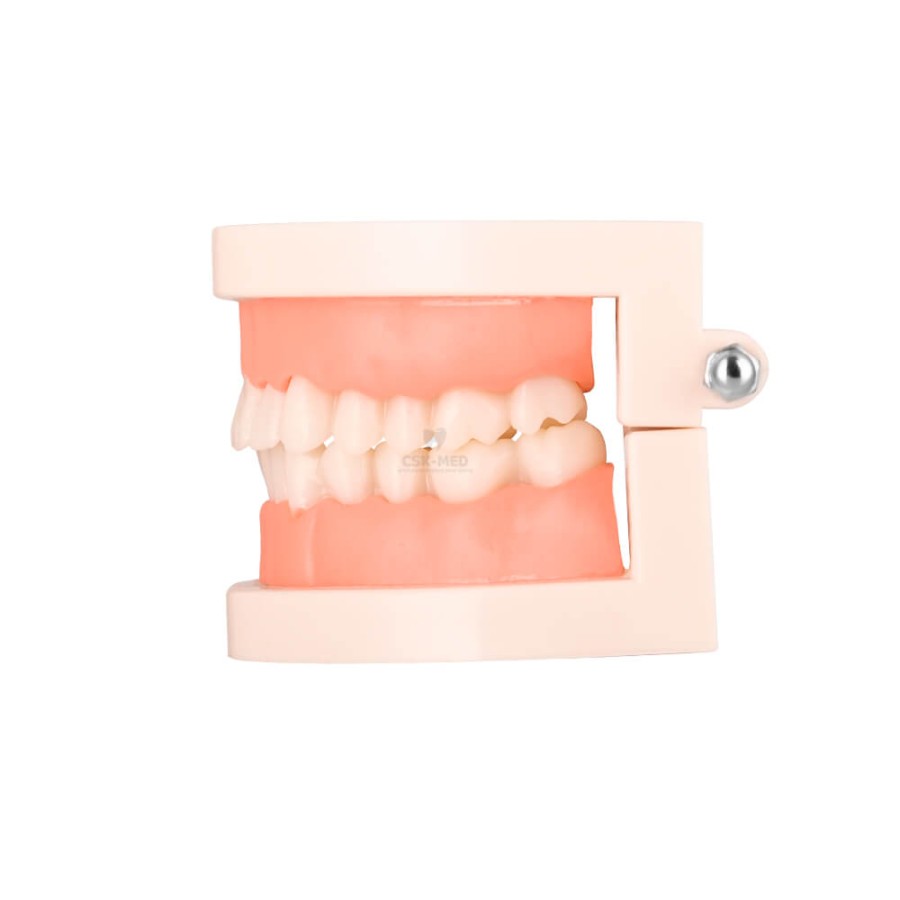 Model stomatologiczny, zębowy SLAMY
