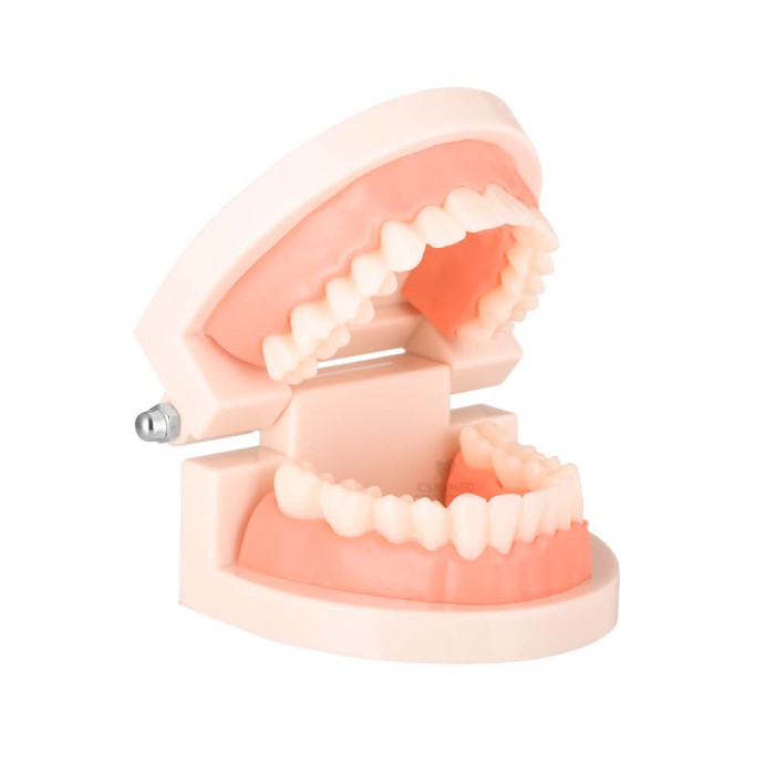 Model stomatologiczny, zębowy SLAMY