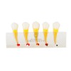 Model kliniczny - choroby miazgi przedtrzonowce CSK-021