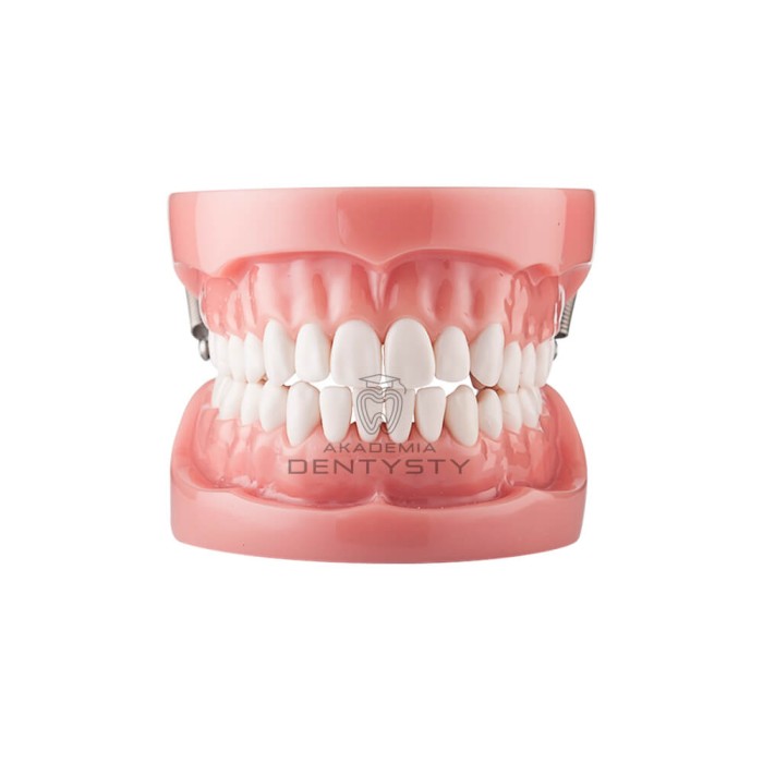 Model stomatologiczny - fantom CSK-015