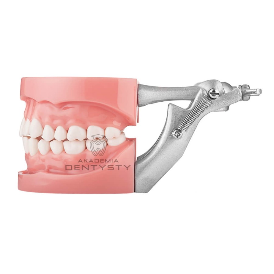 Model stomatologiczny - fantom CSK-015