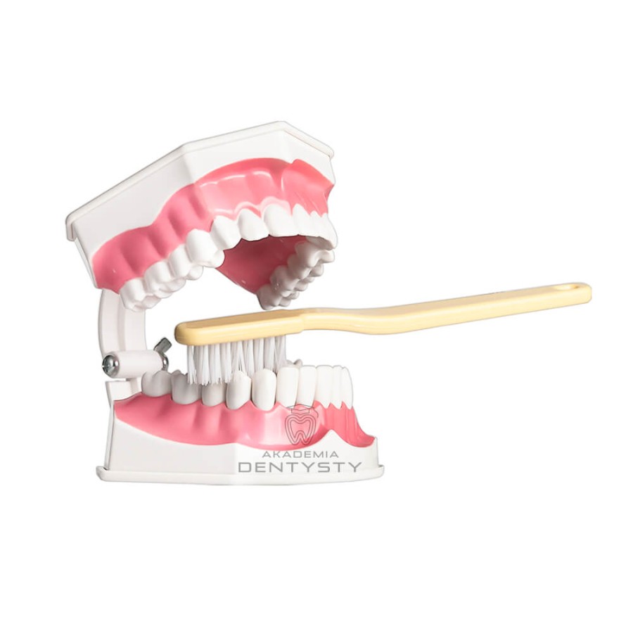 Model stomatologiczny do nauki mycia zębów CSK-031