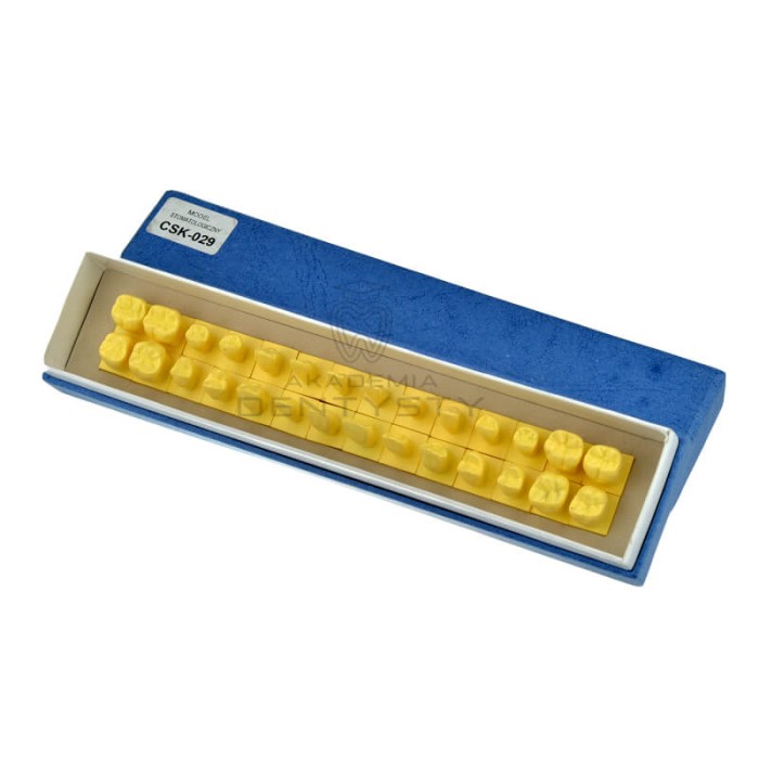 Zestaw zębów anatomicznych 28 sztuk CSK-029
