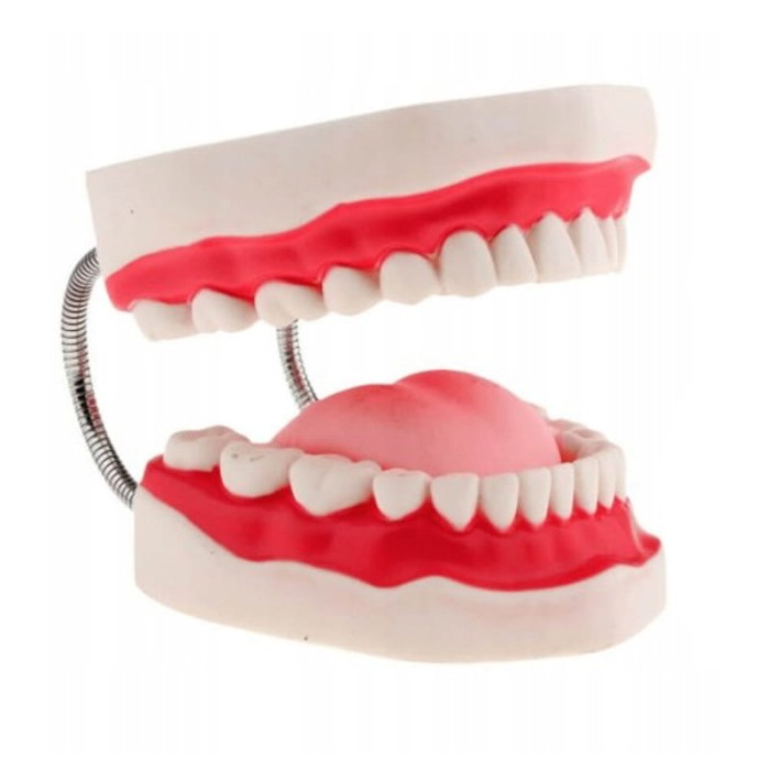 Model stomatologiczny, zębowy KING-KONG